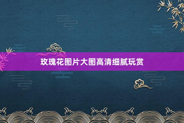 玫瑰花圖片大圖高清細膩玩賞